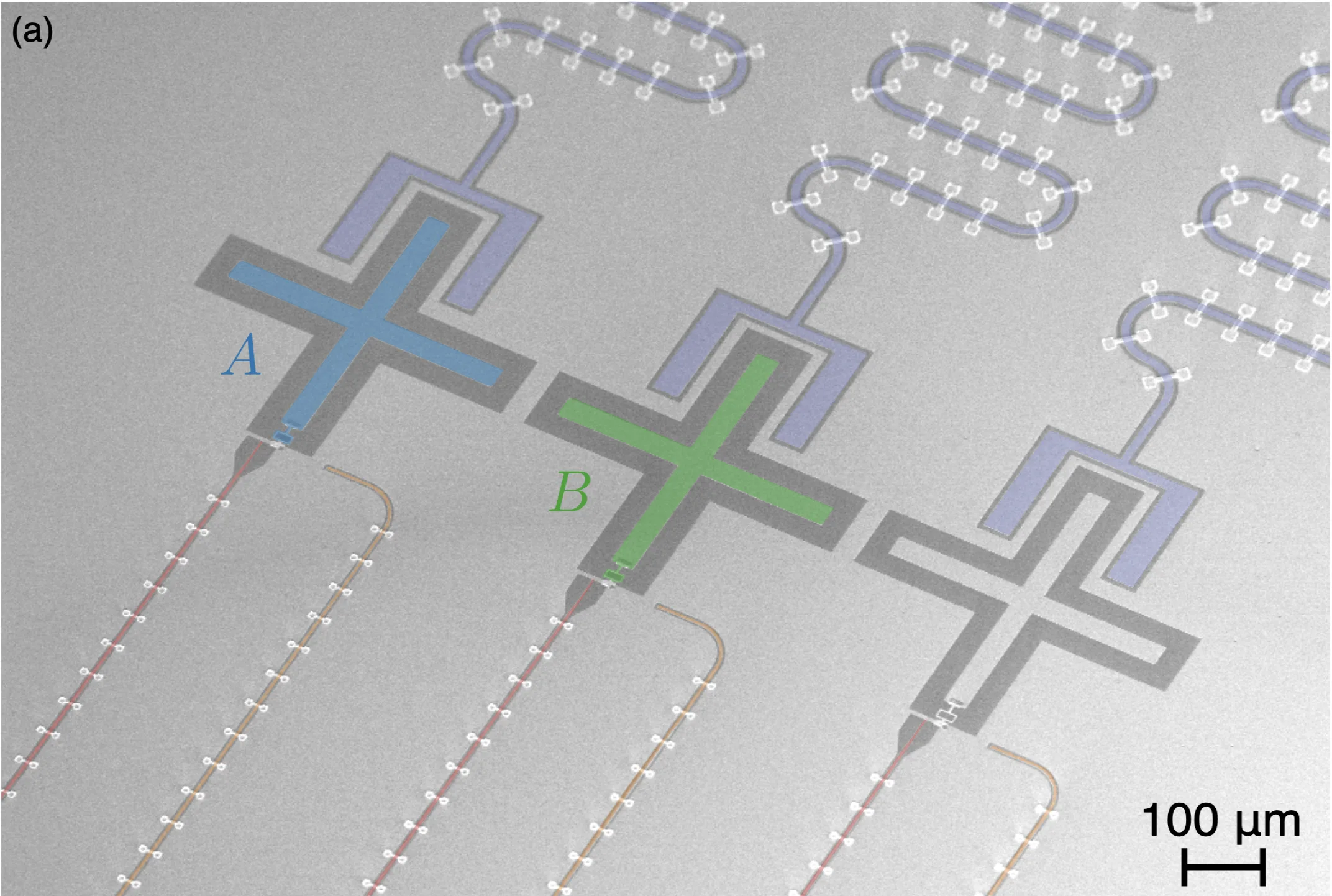 Samach et al. 2022, Fig. 6(a): false-colour SEM image of a copy of the measured device; qubit A (blue) and qubit B (green) are cross-shaped transmons next to each other; scale bar 100 um