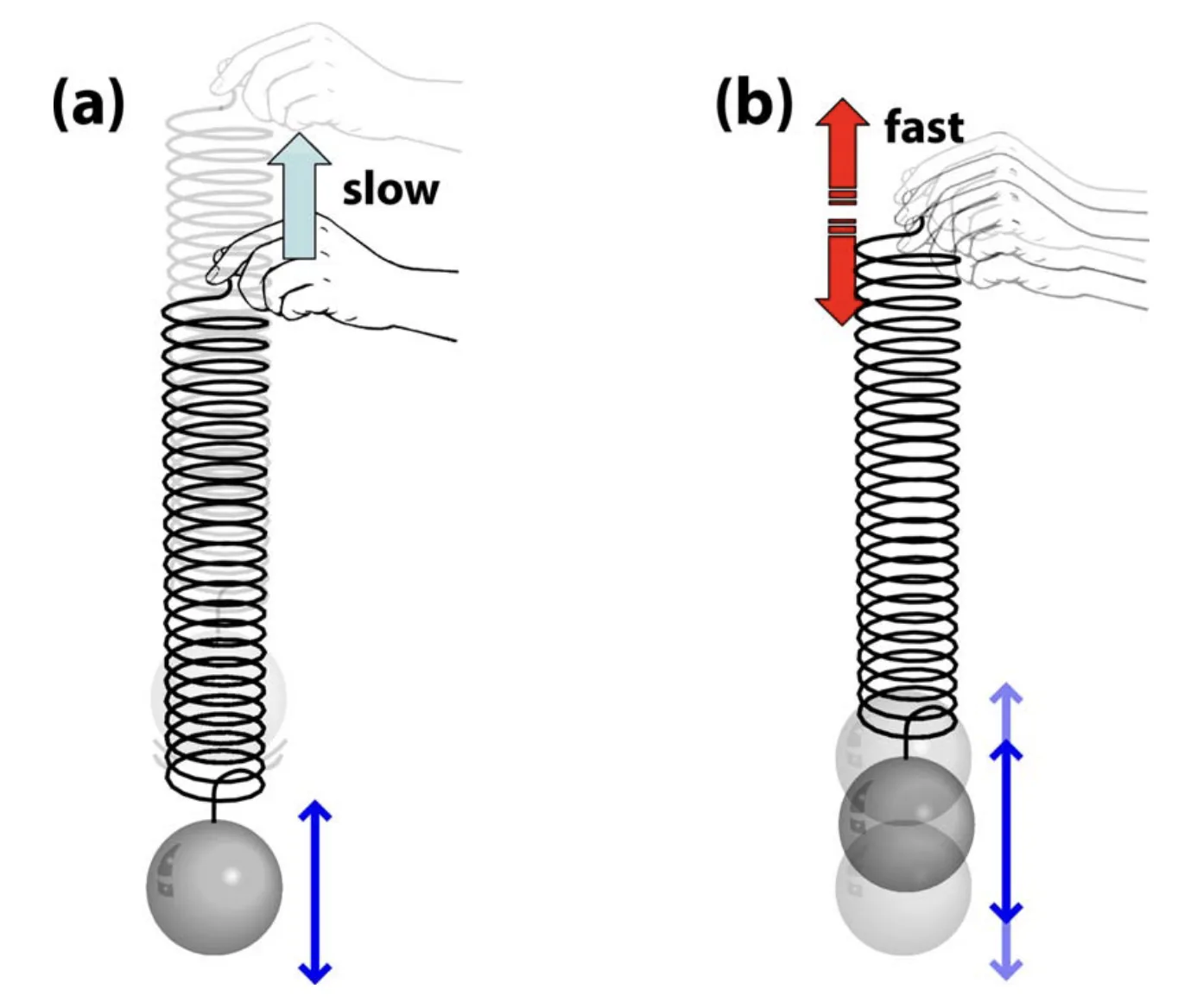 Spring analogy comparing a slow displacement that follows equilibrium with a fast displacement that excites oscillation